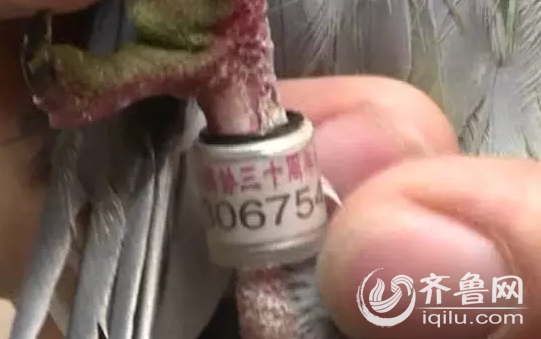 女子捡到戴脚环的鸽子 获鸽主人送养女子捡到戴脚环的鸽子，获鸽主人送养——一段特殊的宠物奇缘