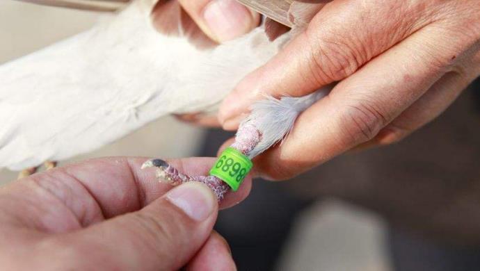 捡到带足环的鸽子要上交吗捡到带足环的鸽子是否需要上交？解读相关法规与道德责任