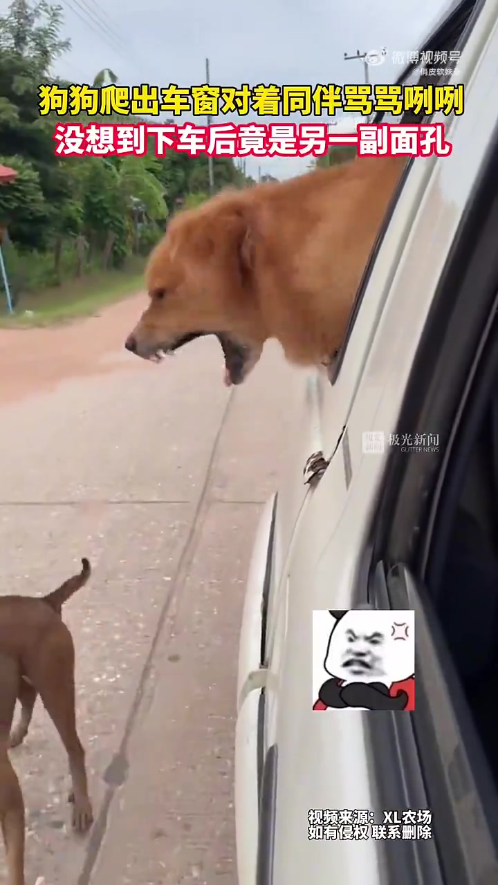 位置被姥爷占了 狗子车上骂骂咧咧车位争夺背后的故事，一场家庭与宠物的微妙互动