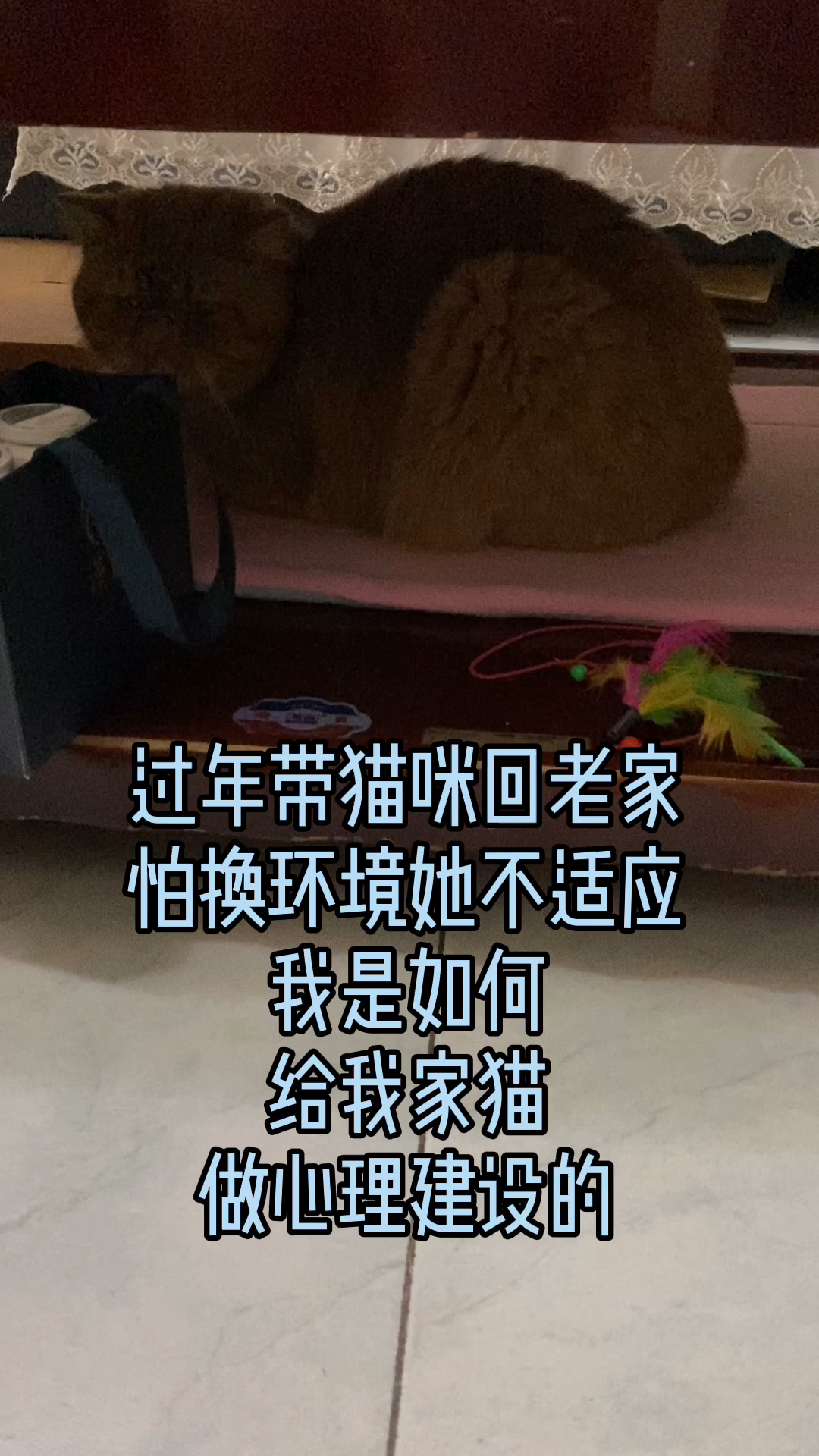 把猫带回老家把猫带回老家的全方位指南